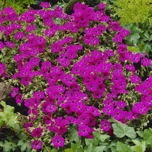 Géranium vivace Giuseppii - Bakker