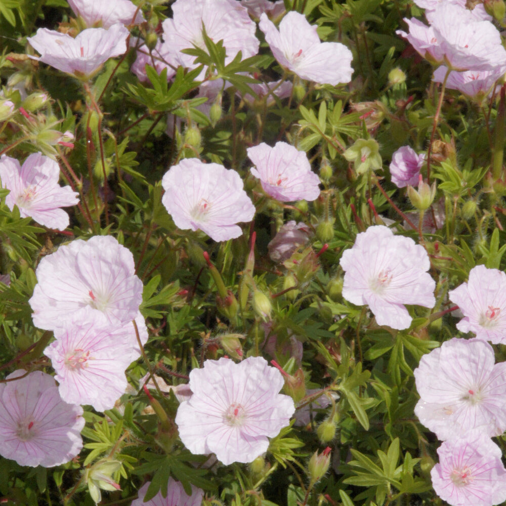 Géranium vivace sanguin strié - Geranium sanguineum striatum - Bakker