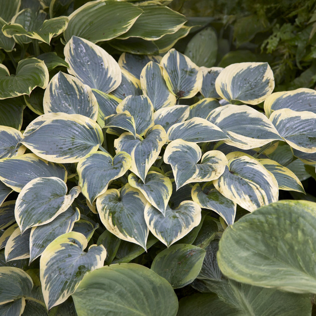 Hosta First Frost - Hosta first frost - Bakker