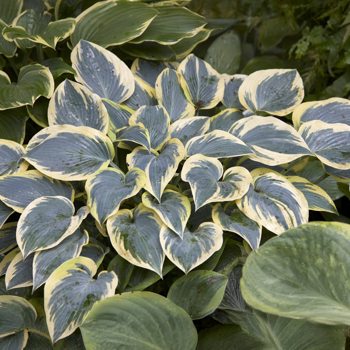 Hosta First Frost - Hosta first frost - Bakker
