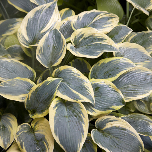 Hosta First Frost - Bakker