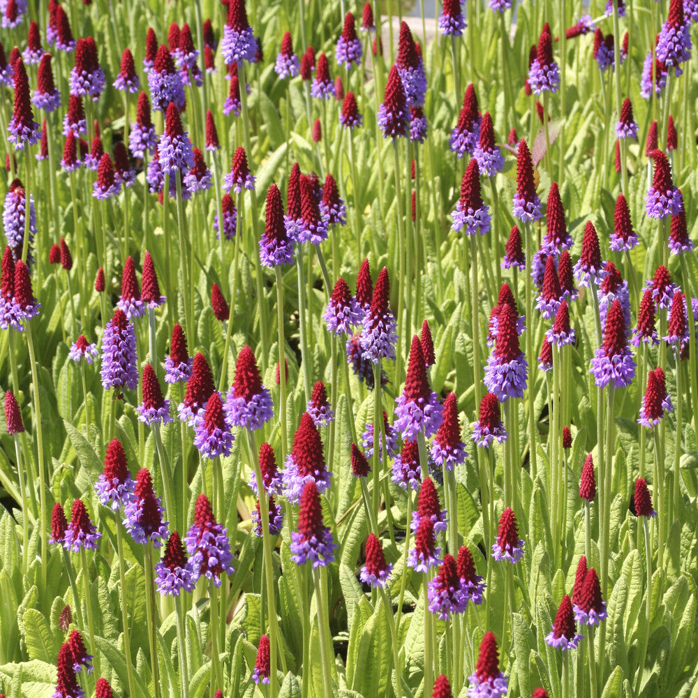 Primula vialii - Primevère des marais - Plantes vivaces