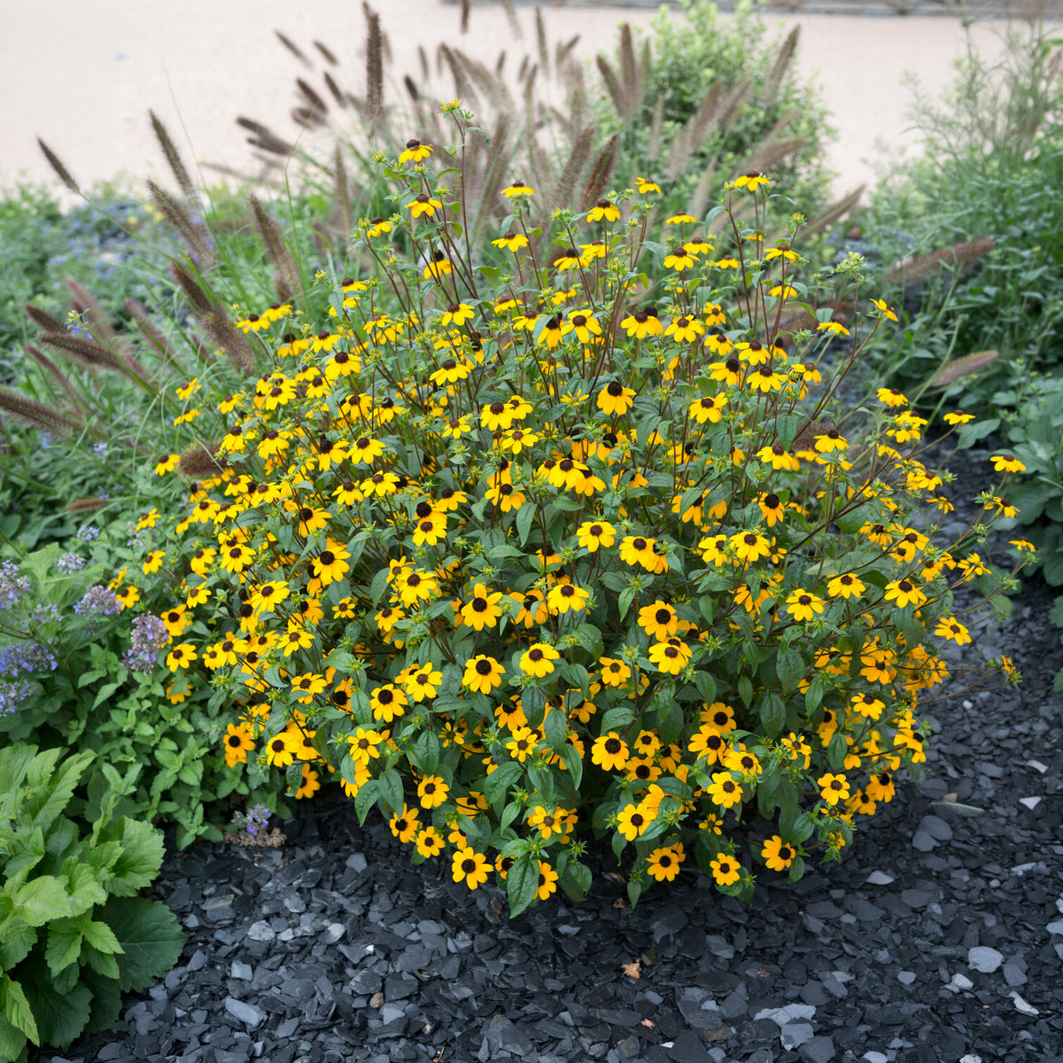 Rudbeckia trilobée - Rudbeckia triloba - Bakker
