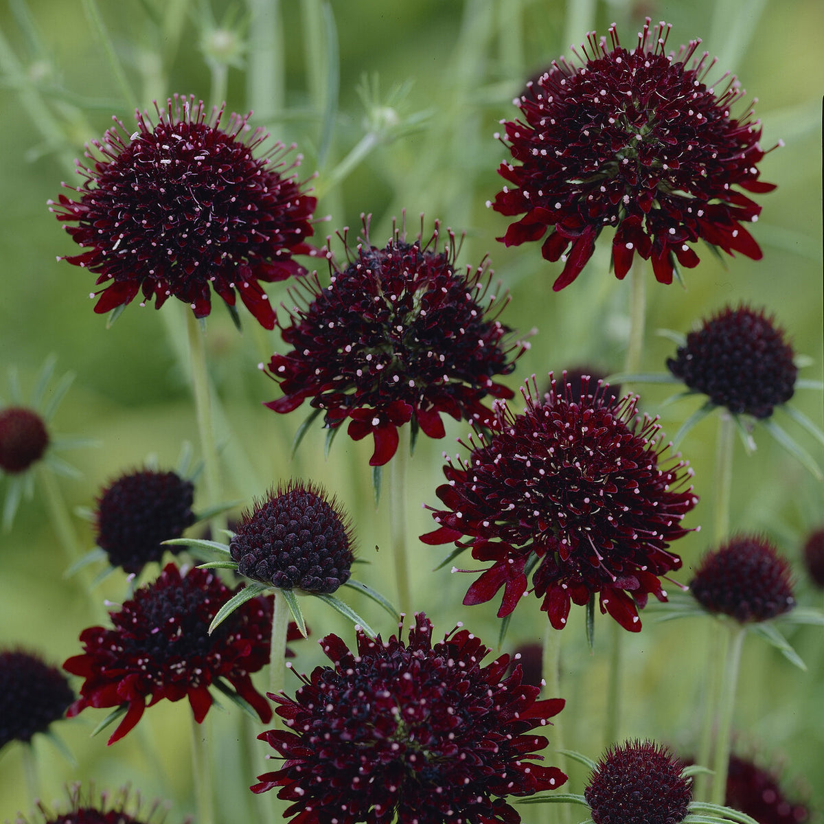 Scabieuse pourpre Chile Black - Scabiosa atropurpurea Chile Black - Bakker