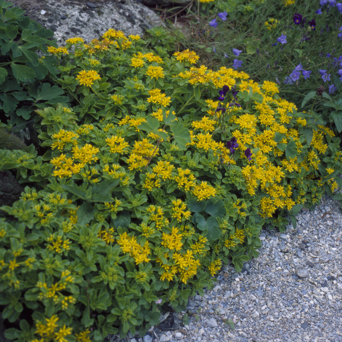 Sedum kamtschaticum - Sedum du Kamtschaka - Plantes vivaces