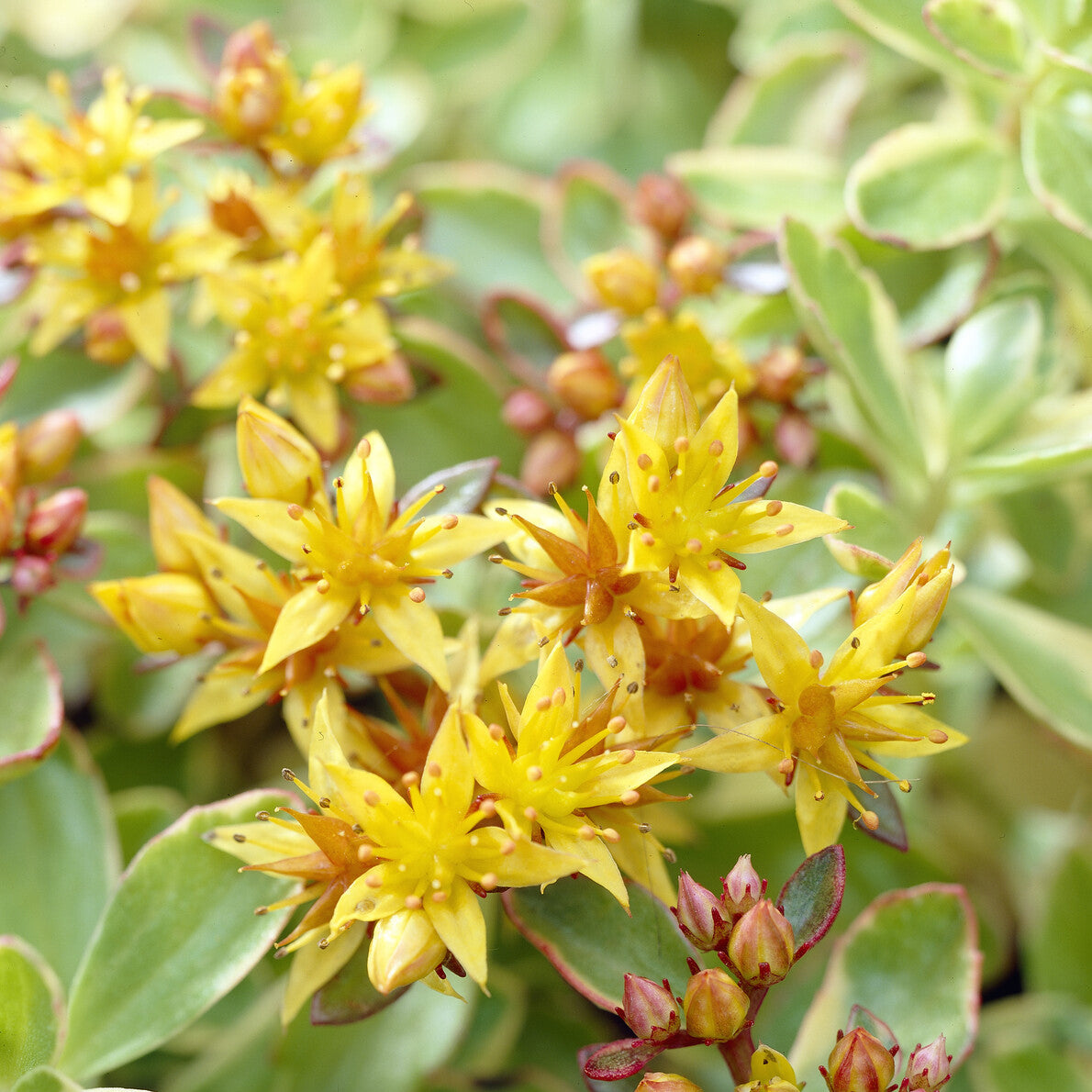 Sedum du Kamtschaka panaché - Sedum kamtschaticum Variegatum - Bakker