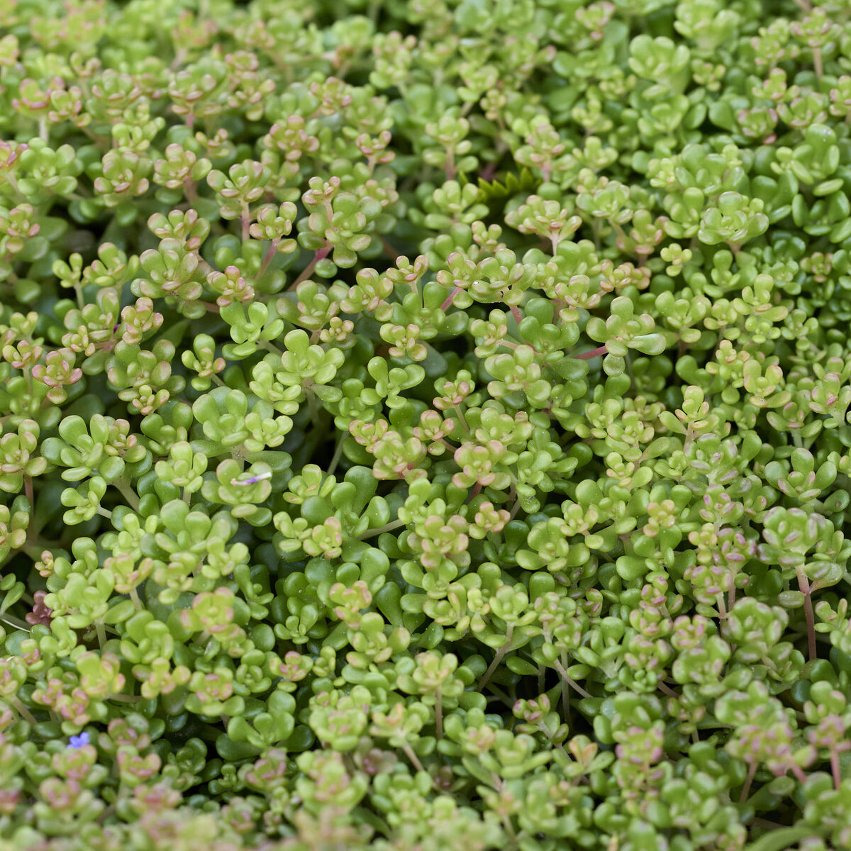 Sedum oreganum - Sedum de l'Oregon - Sedum - Orpin