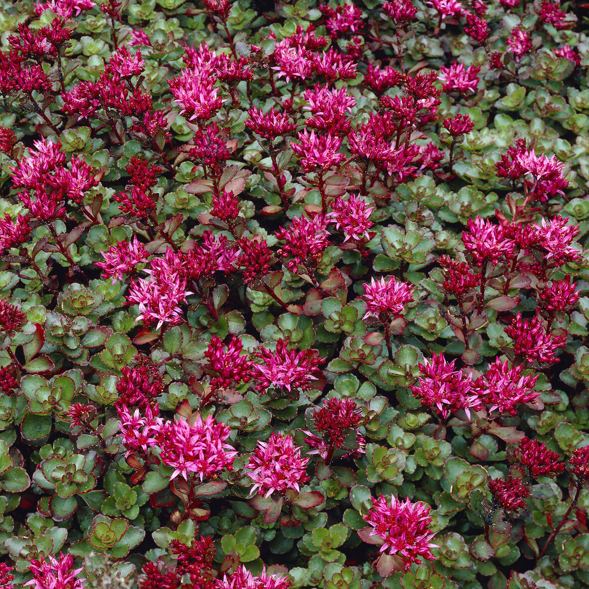 Vente Sedum spurium Fuldaglut - Sedum spurium Fuldaglut