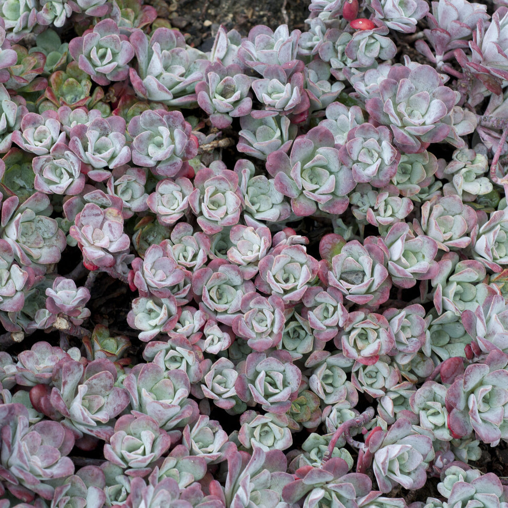 Sedum spatulé Purpureum - Sedum spathulifolium Purpureum - Bakker