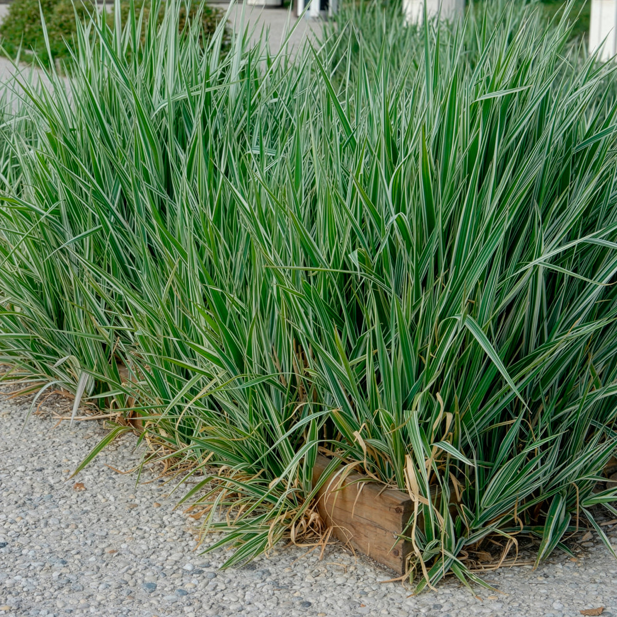 Phalaris - Baldingère faux-roseau - Bakker