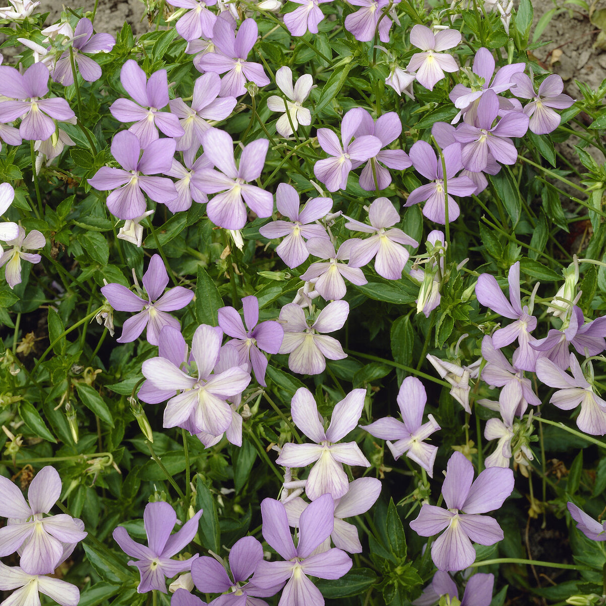 Violette cornue Boughton Blue - Pensée - Bakker