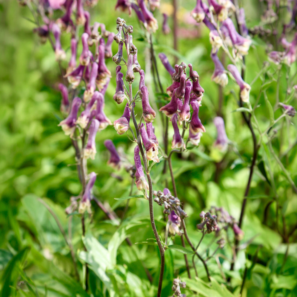 Aconit Purple Sparrow - Aconitum hybride purple sparrow - Bakker