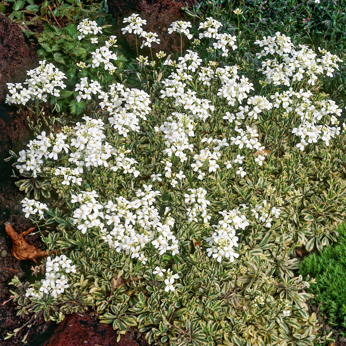Arabette rampante Variegata - Arabis ferdinandi-coburgii variegata - Bakker