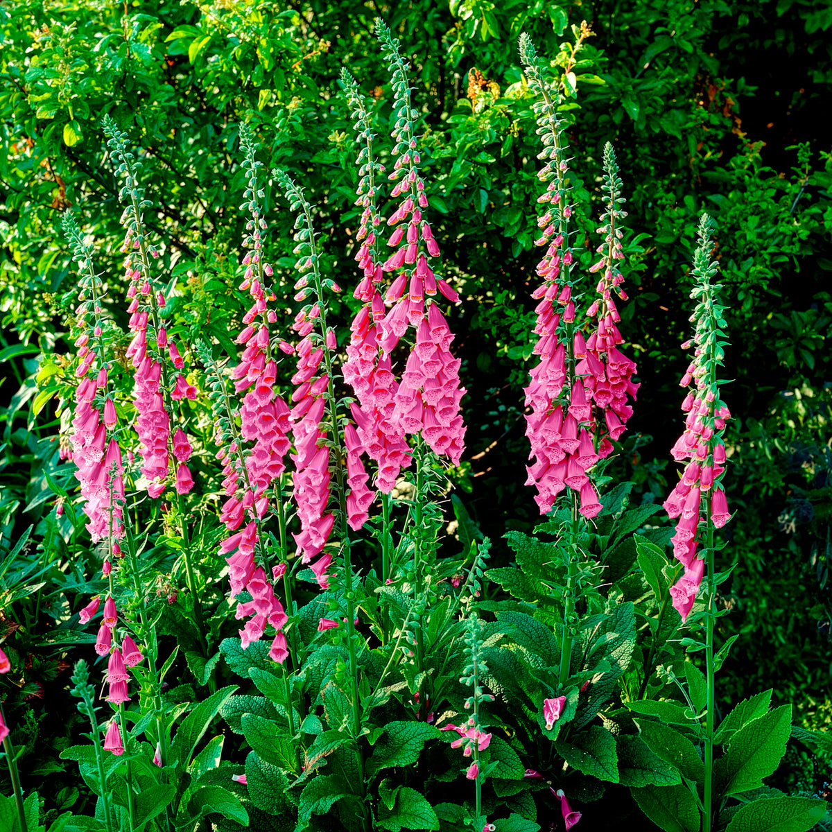 Vente Digitale pourpre - Digitalis purpurea