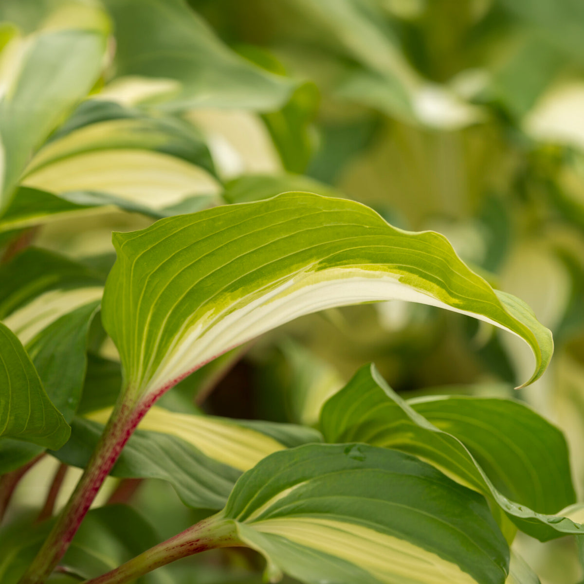 Hosta Raspberry Sundae - Bakker