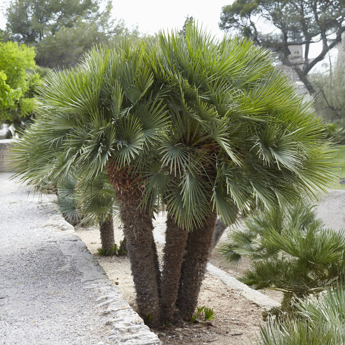 Palmier nain Vulcano - Chamaerops humilis Vulcano - Bakker