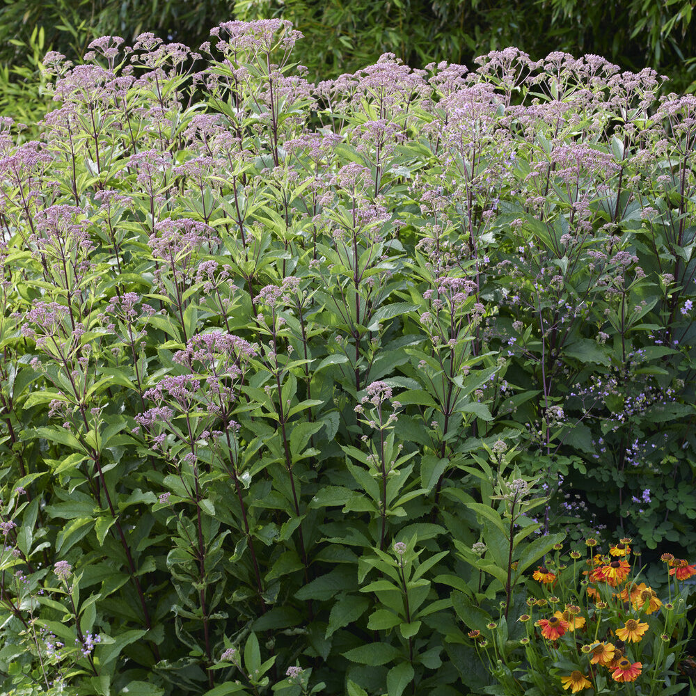 Vente Eupatoire chanvrine Plenum - Eupatorium cannabinum Plenum
