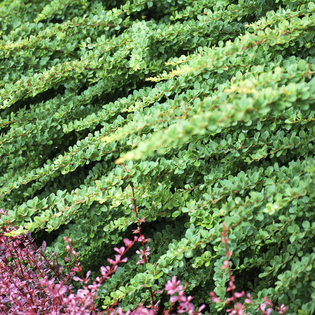 Épine-vinette de Thunberg Green Carpet - Bakker