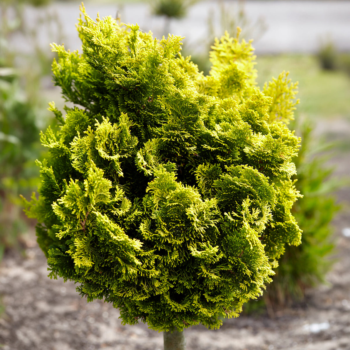 Chamaecyparis obtusa Aurora - Faux cyprès Hinoki Aurora - Plantes à feuillage persistant