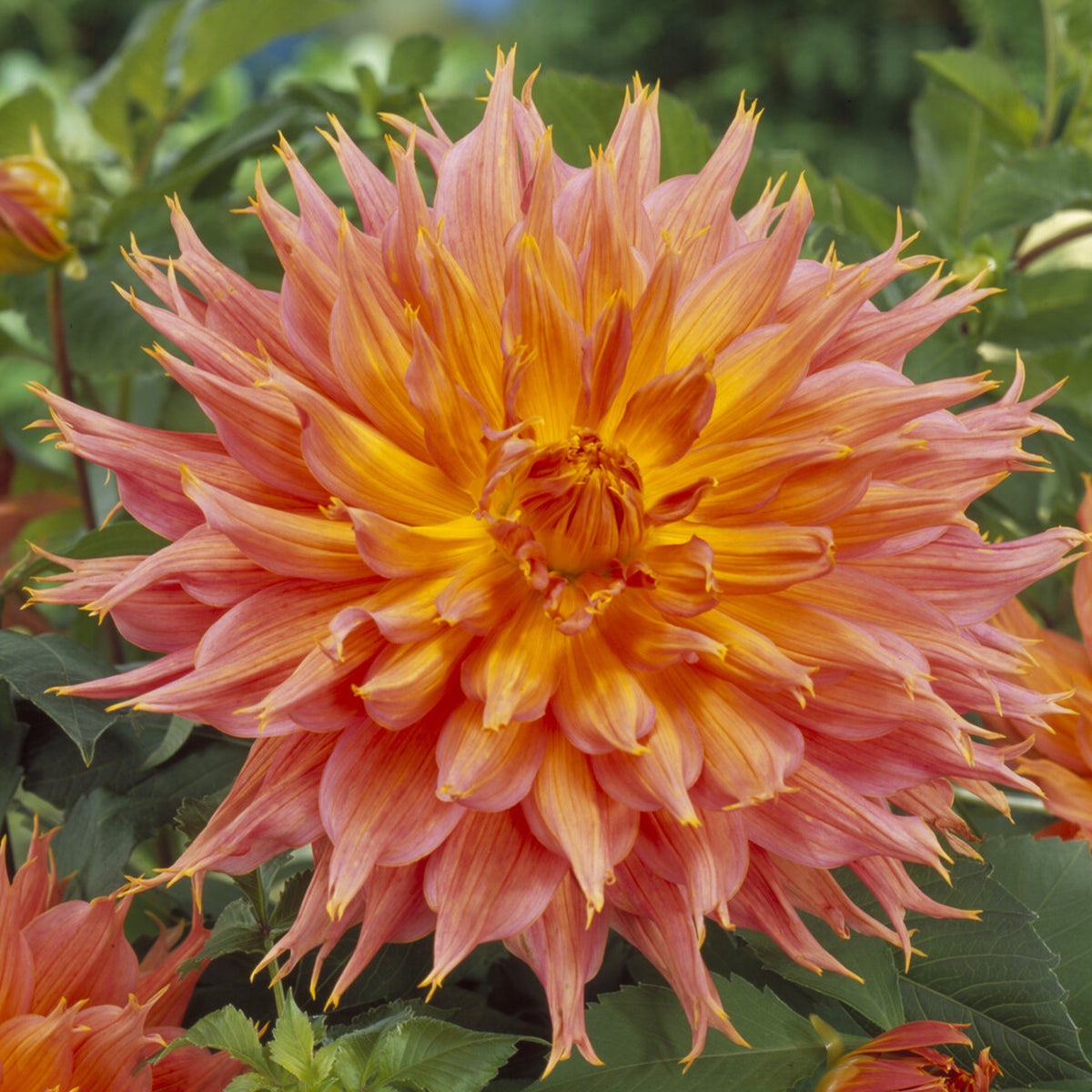 Dahlia cactus Omega - Bakker
