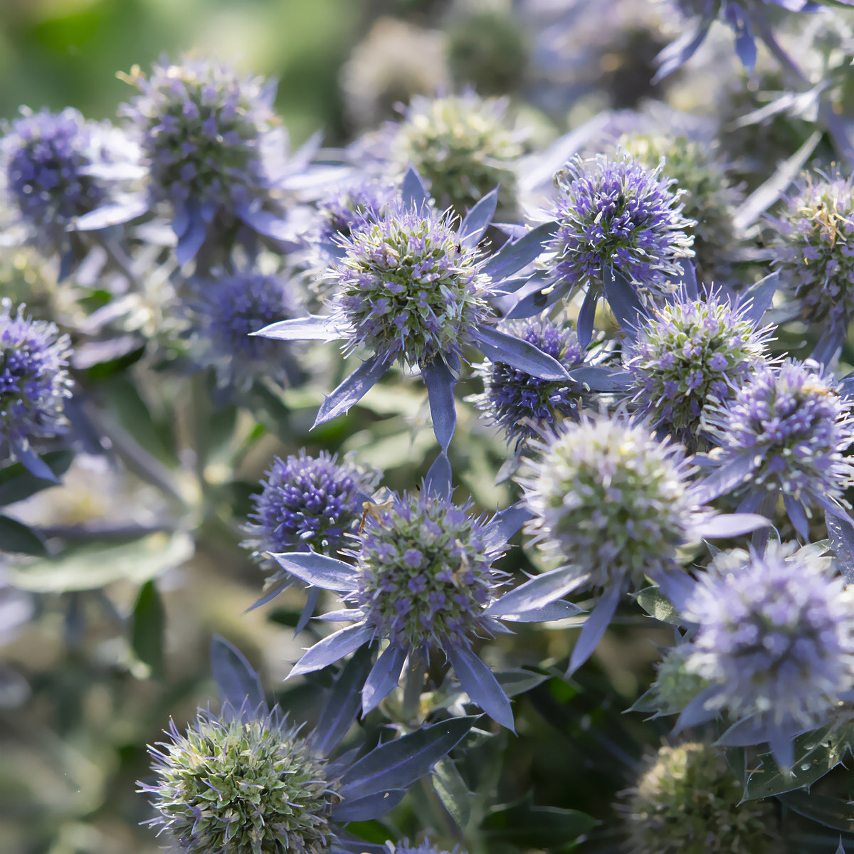 Panicaut à feuilles planes Blue Hobbit - Eryngium planum Blue Hobbit - Bakker