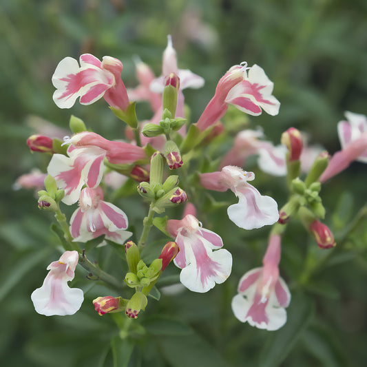 Sauge arbustive Belle de Loire® Barsabel - Bakker