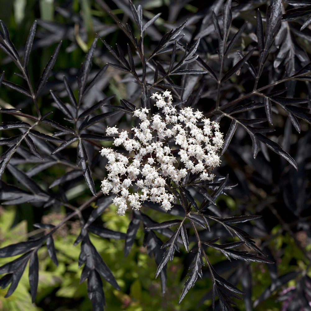 Sambucus nigra Black Lace® - Sureau noir Black Lace® - Sambucus - Sureau