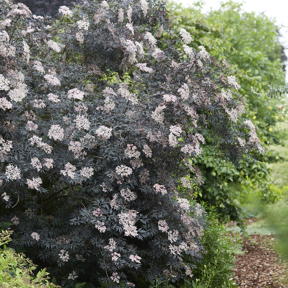 Vente Sureau noir Black Lace® - Sambucus nigra Black Lace®