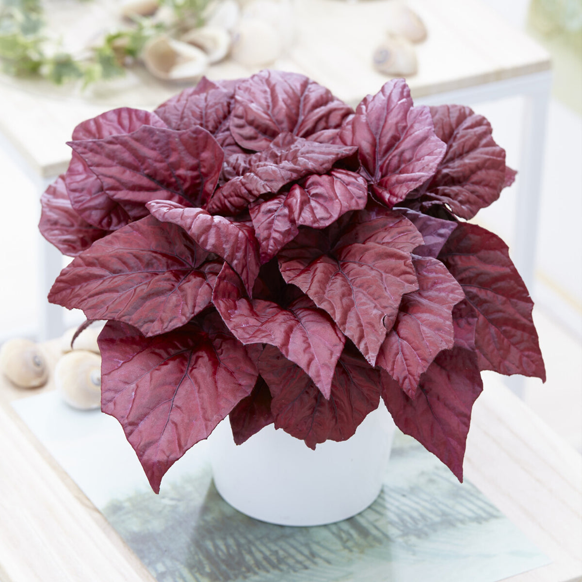 Bégonia Beleaf Inca Flame - Begonia rex Beleaf Inca Flame - Bakker