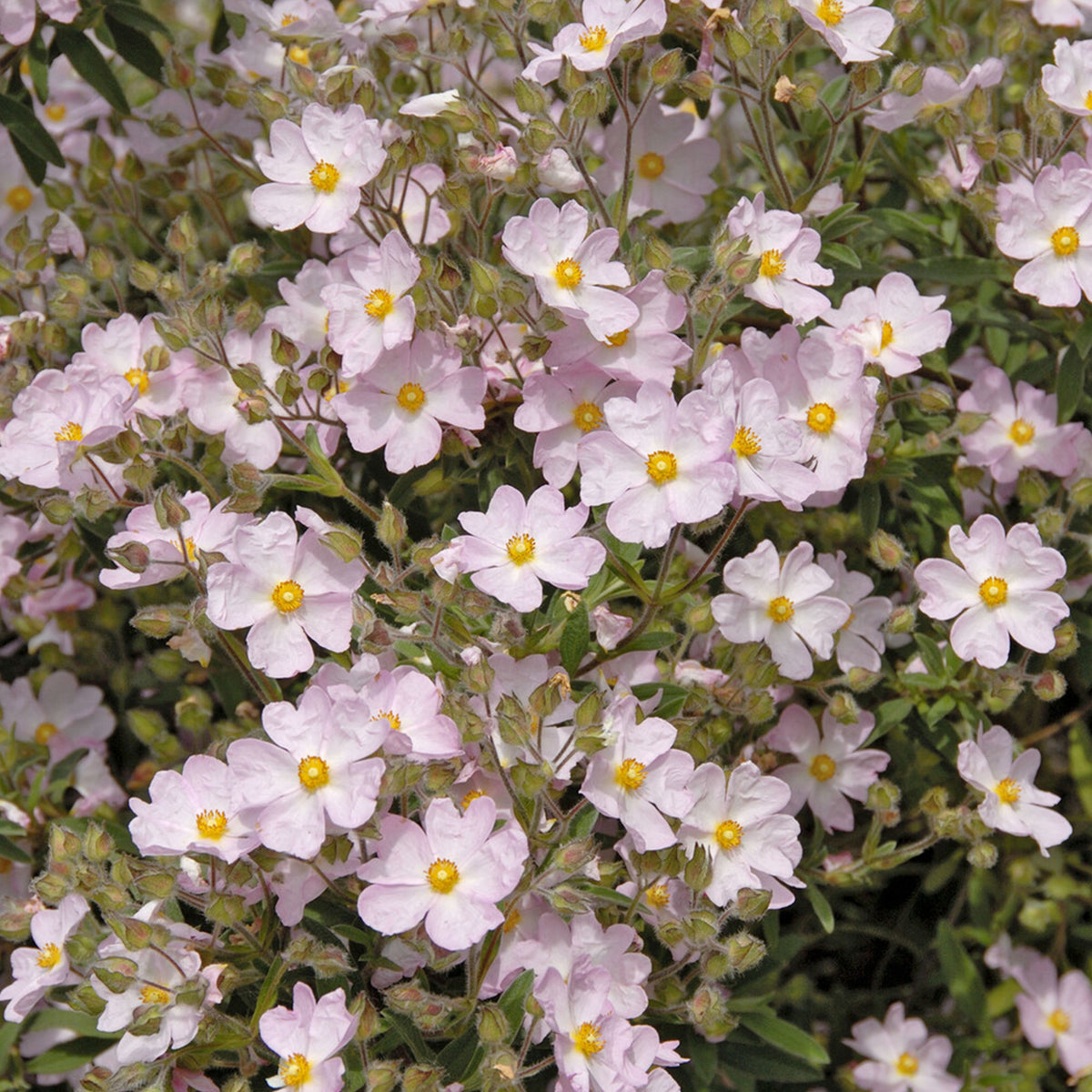 Ciste Silver Pink - Bakker