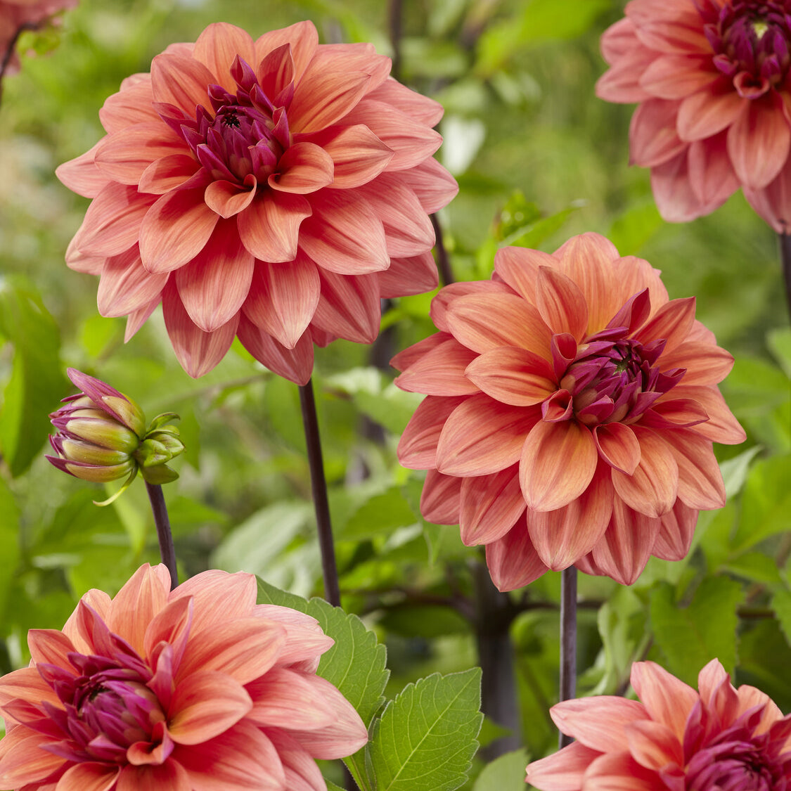 Dahlia American Dawn - 3 Dahlias décoratifs American Dawn - Bulbes de Dahlia