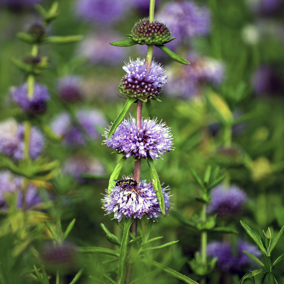 Mentha cervina - Menthe des cerfs - Plantes de berge
