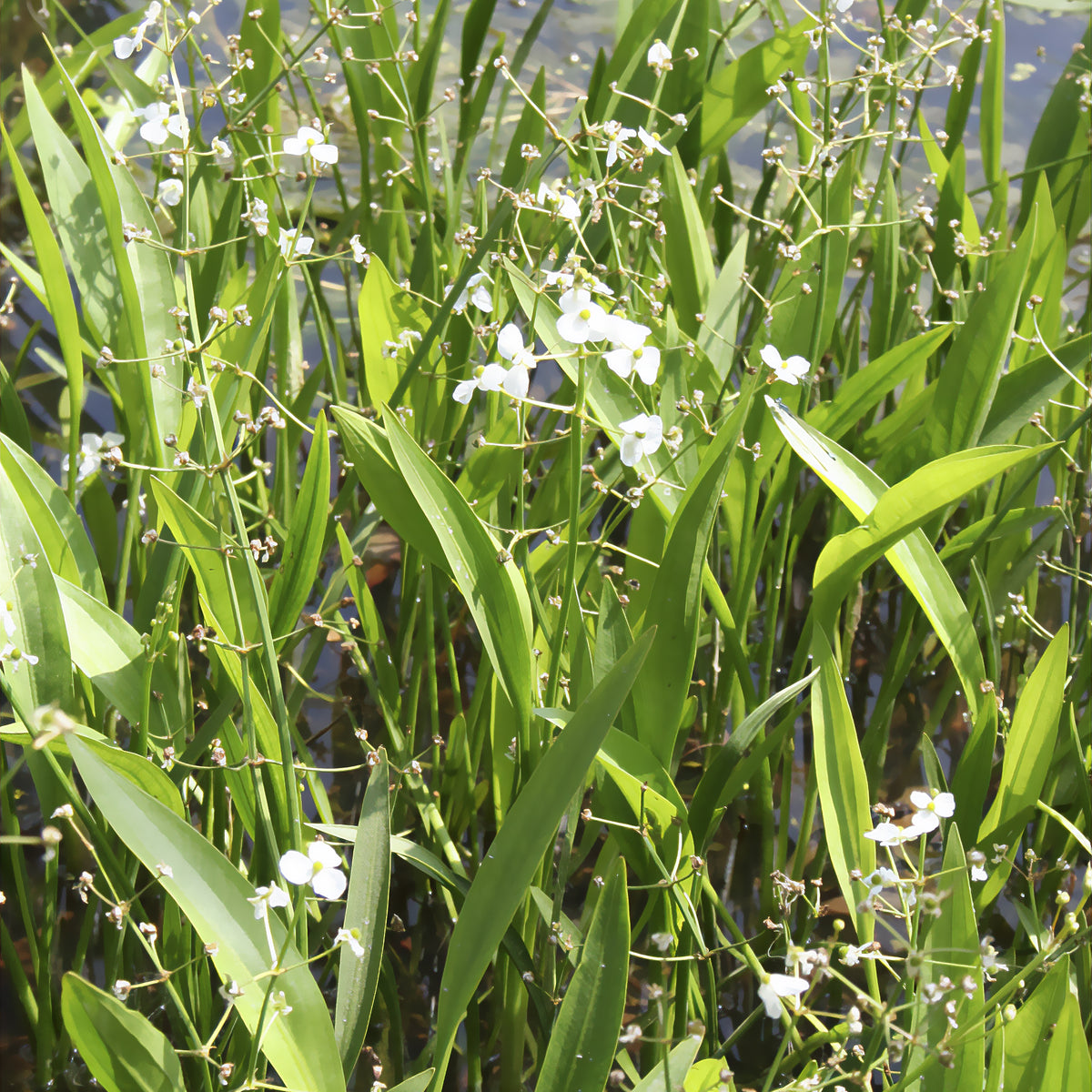 Sagittaria graminea - Sagittaire graminiforme - Plantes de berge