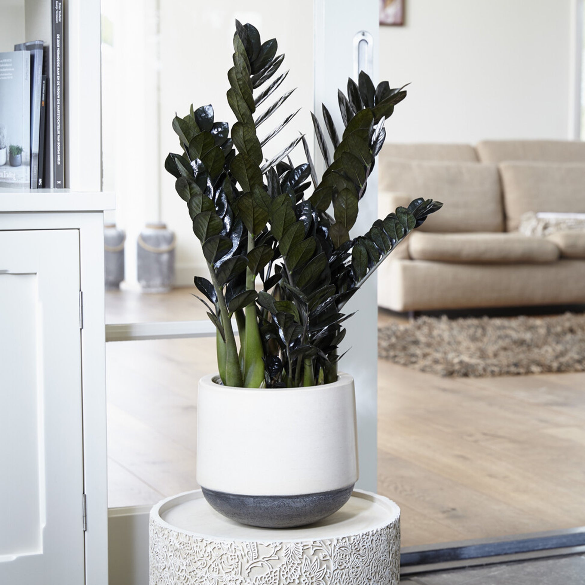 Zamioculcas Raven - Zamioculcas zamiifolia Raven - Bakker