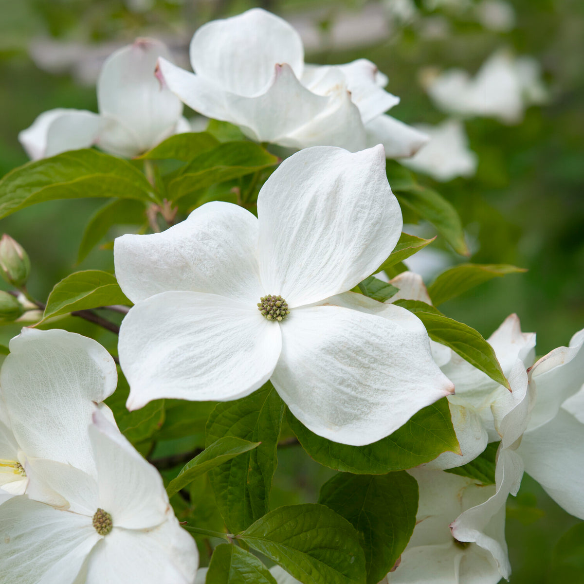 Cornouiller à fleurs de Floride - Cornus florida - Bakker