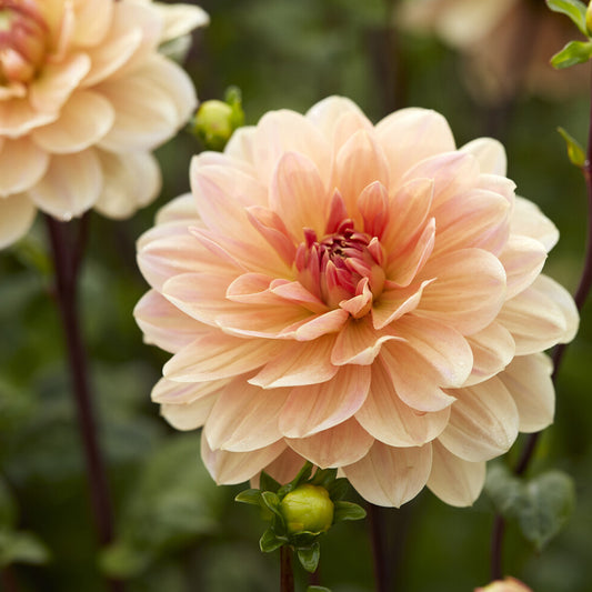 Dahlia décoratif Apricot Desire - Bakker