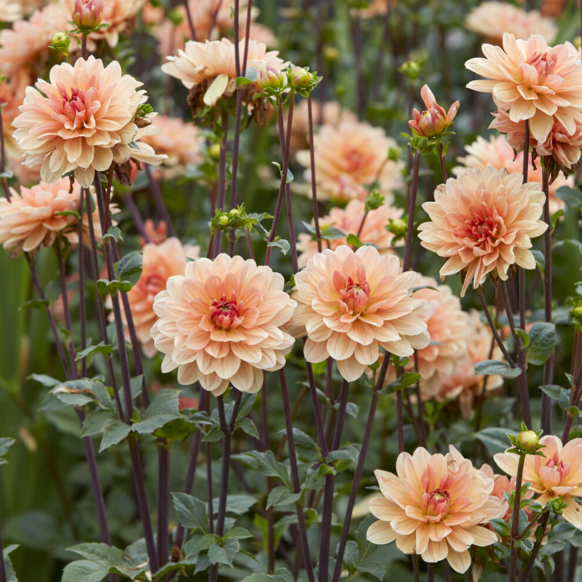 Dahlia décoratif Apricot Desire - Dahlia Apricot Desire - Bakker