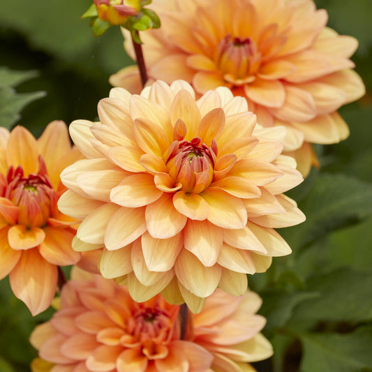 Dahlia décoratif Yelno Harmony - Bakker