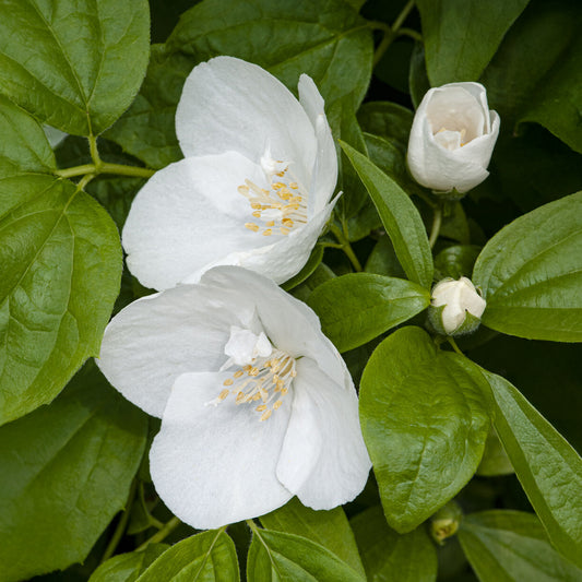 Seringat Natchez - Philadelphus - Bakker