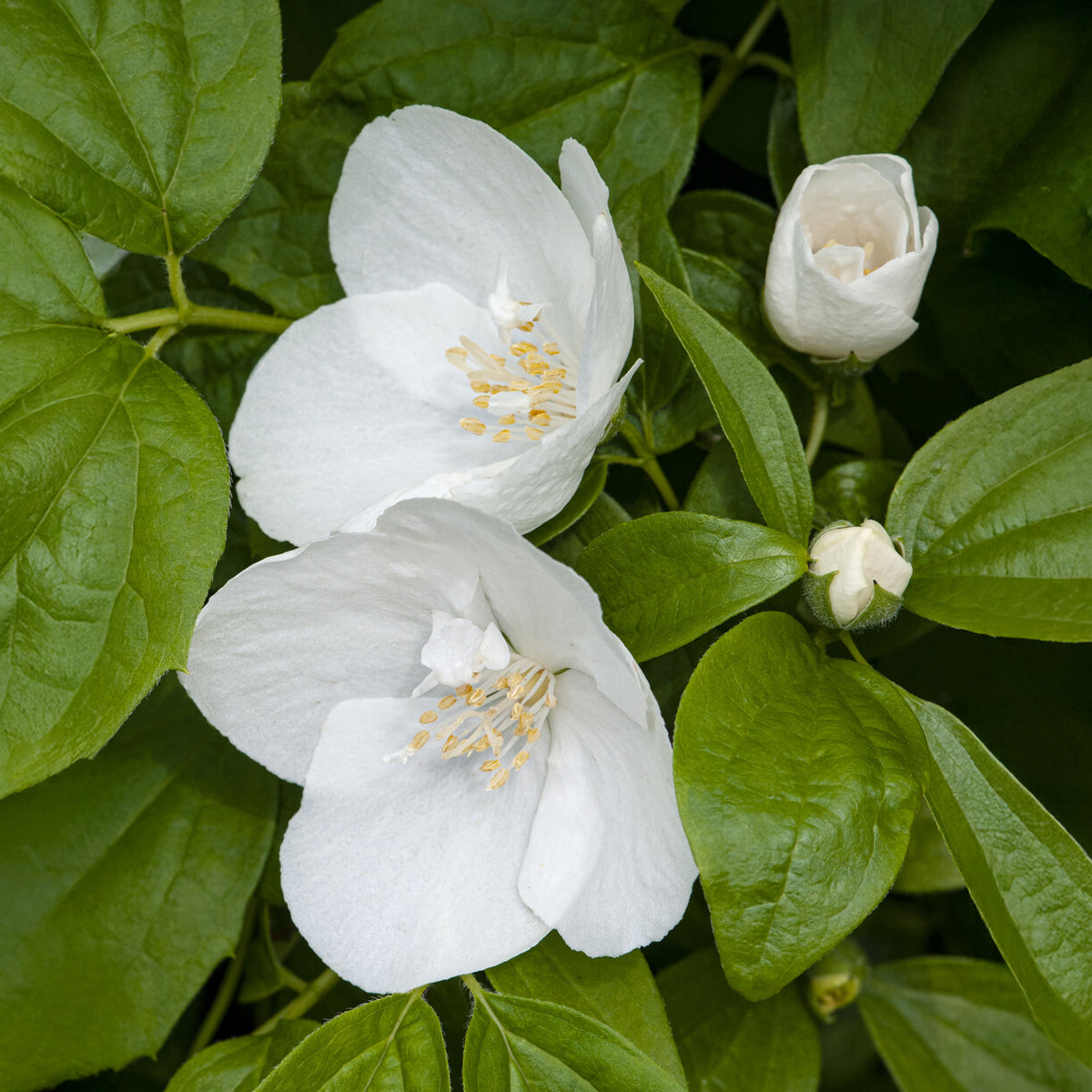 Seringat Natchez - Philadelphus - Bakker