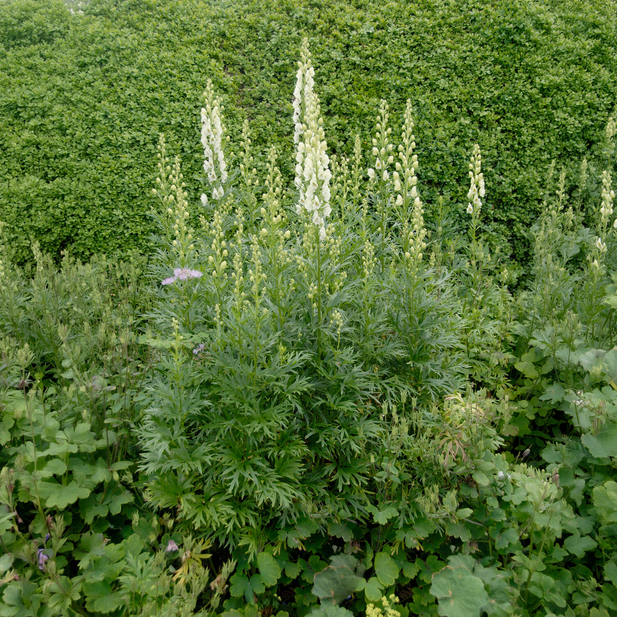 Aconit blanc - Aconitum napellus Album - Bakker