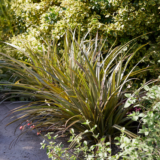 Astélie Westland - Bakker