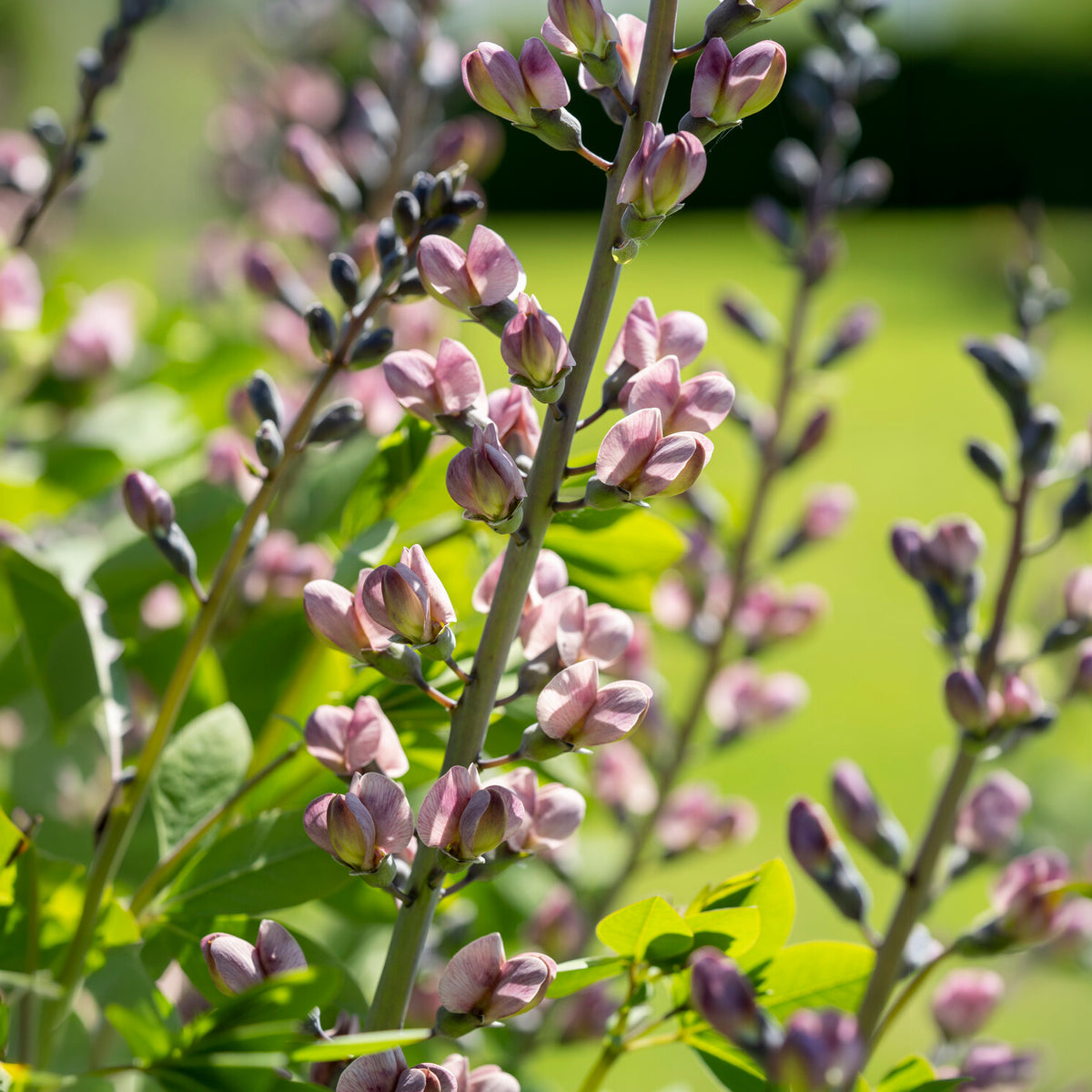 Baptisia Pink Truffles - Lupin indigo Pink Truffles - Baptisia
