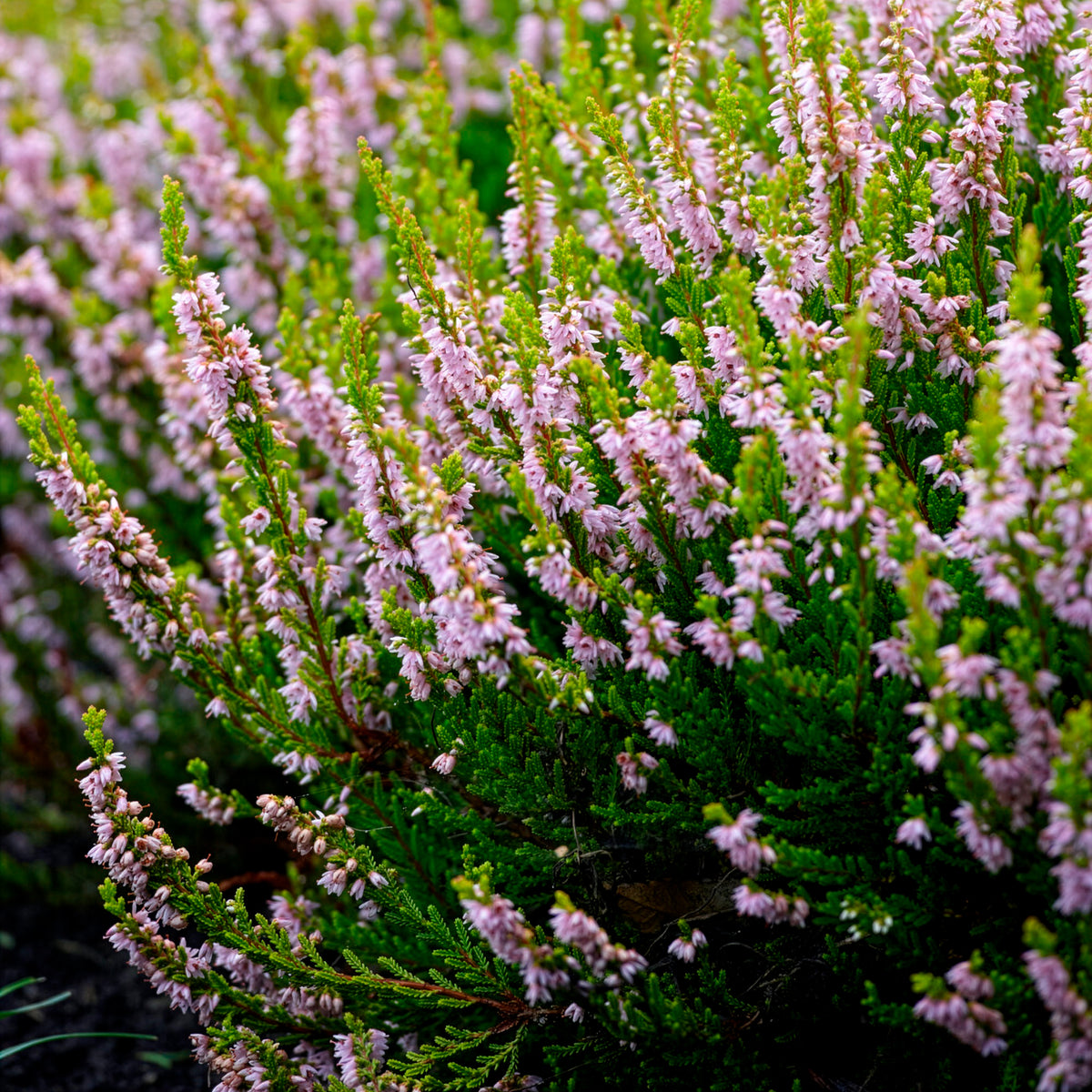 Vente Bruyère d'été Winter Chocolate - Calluna vulgaris Winter Chocolate