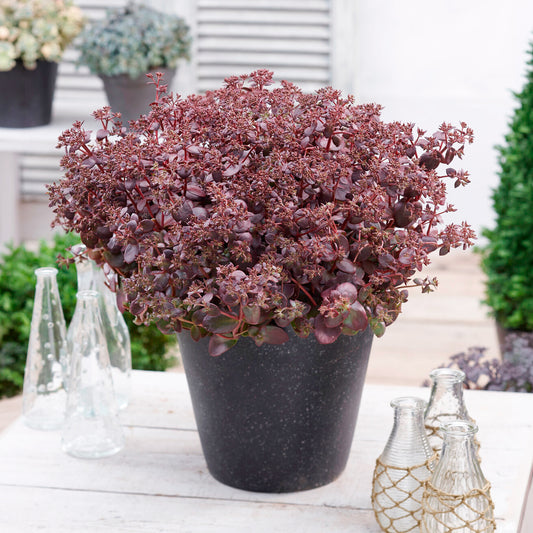Sedum Sunsparkler® Firecracker - Bakker