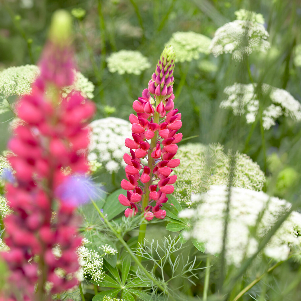 Lupin - Lupin The Pages - Lupinus The Pages