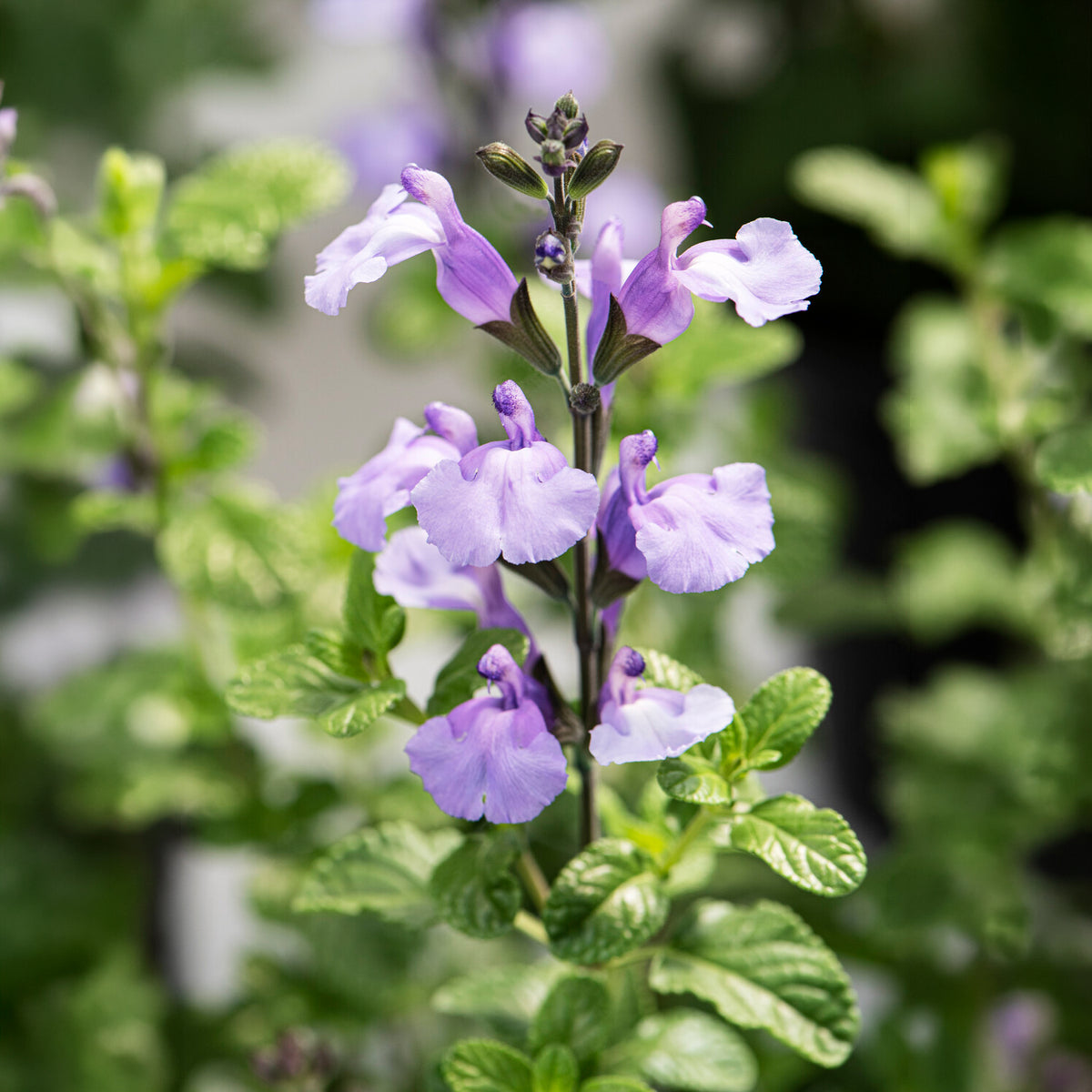 Sauge arbustive So Cool Pale Blue - Salvia microphylla So Cool Pale Blue - Bakker