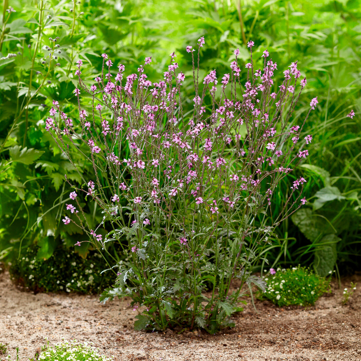 Verveine officinale Bampton - Verbena officinalis Bampton - Bakker