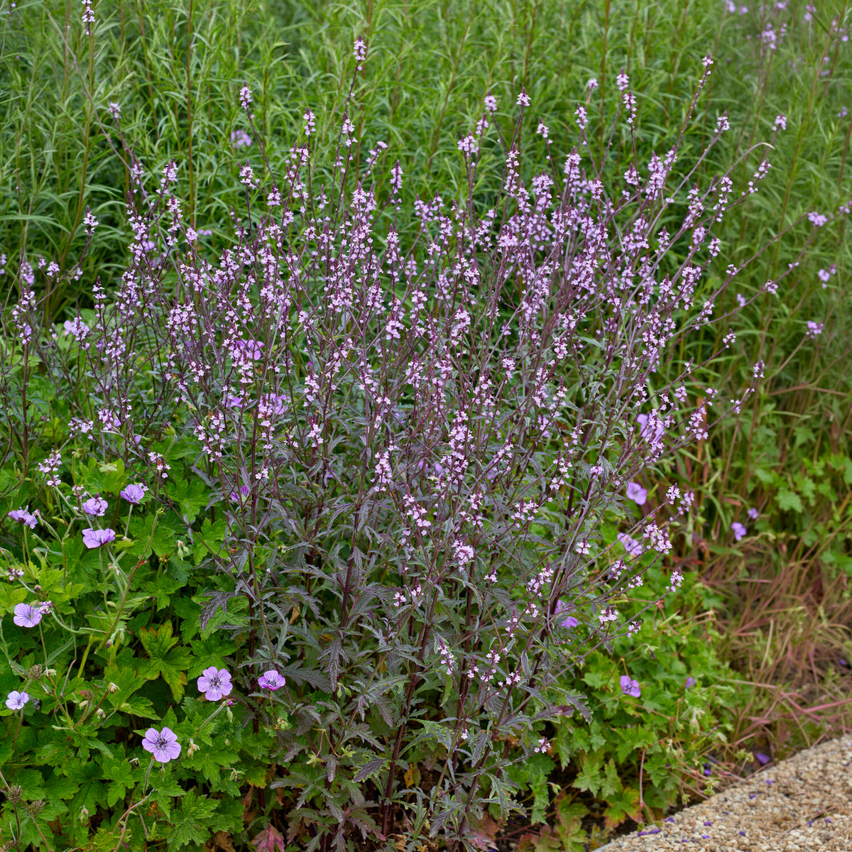Vente Verveine officinale Bampton - Verbena officinalis Bampton