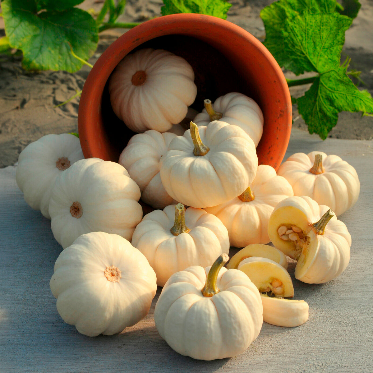 Graines de courges - Courge Baby Boo - Cucurbita pepo Baby Boo